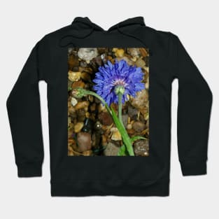 Blue cornflower Hoodie